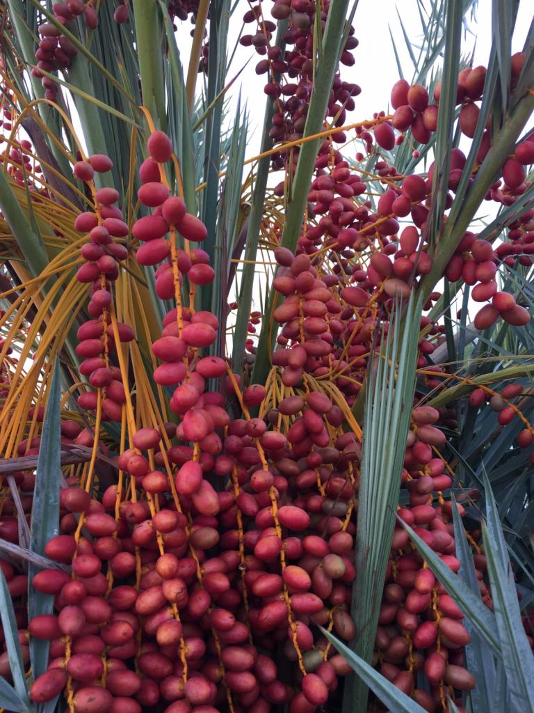 Found these beautiful red dates on my post storm walk. Up until now all I had seen were yellow ones.